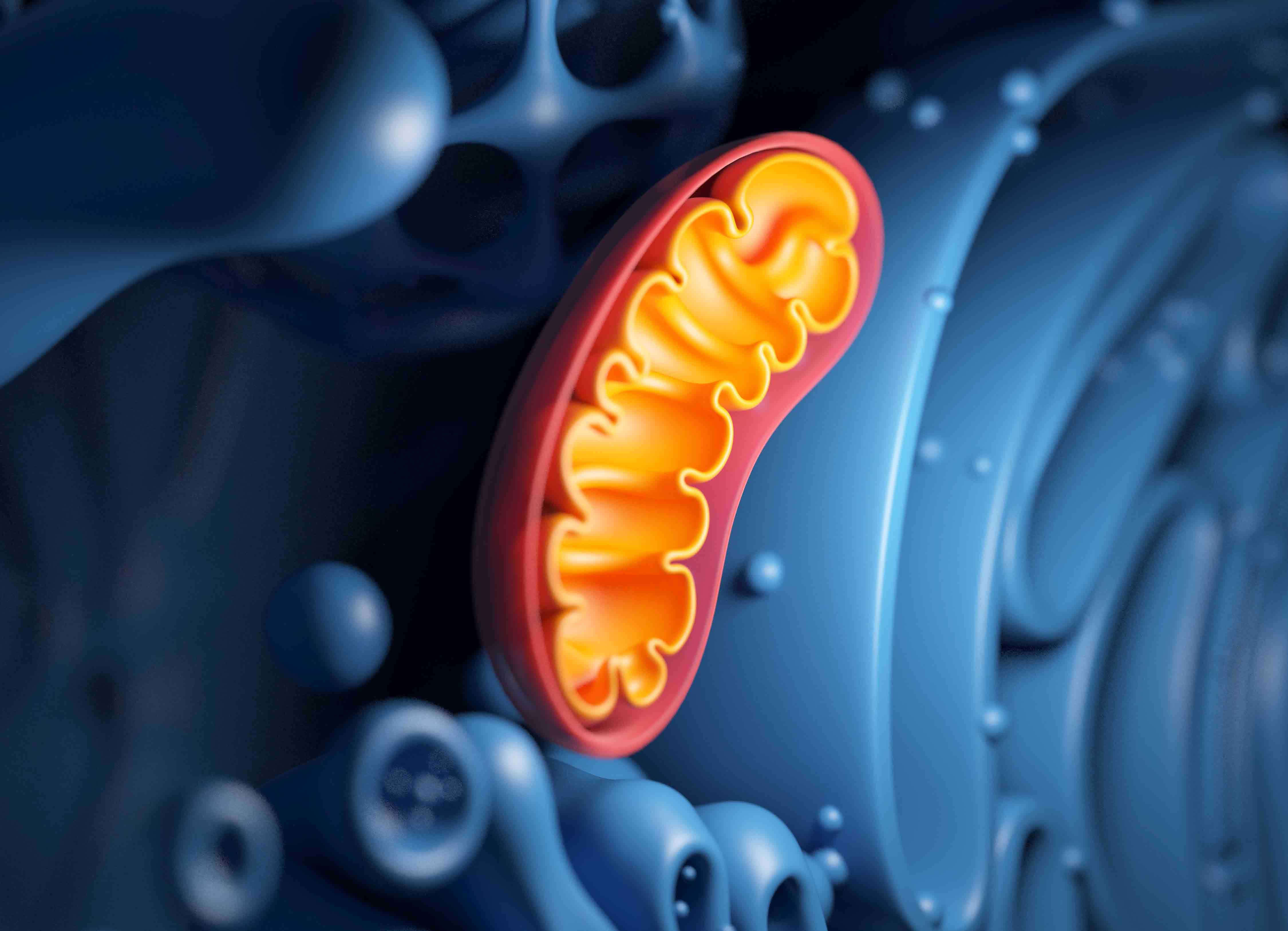 Cellular Metabolism